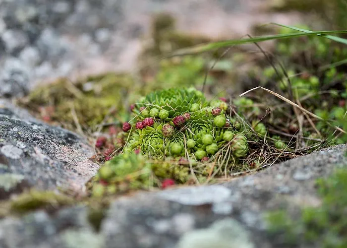 Braendoe Bike And Bed Brando